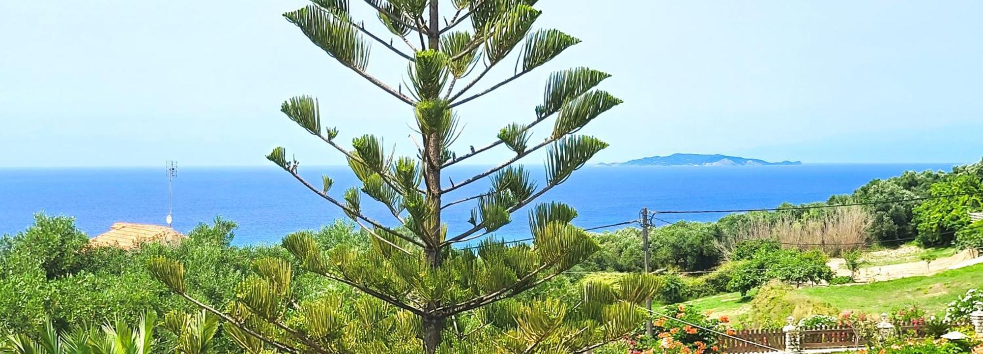 Claudiagapi Apartments Korfu Agios Stefanos Avliotes  Exterior foto